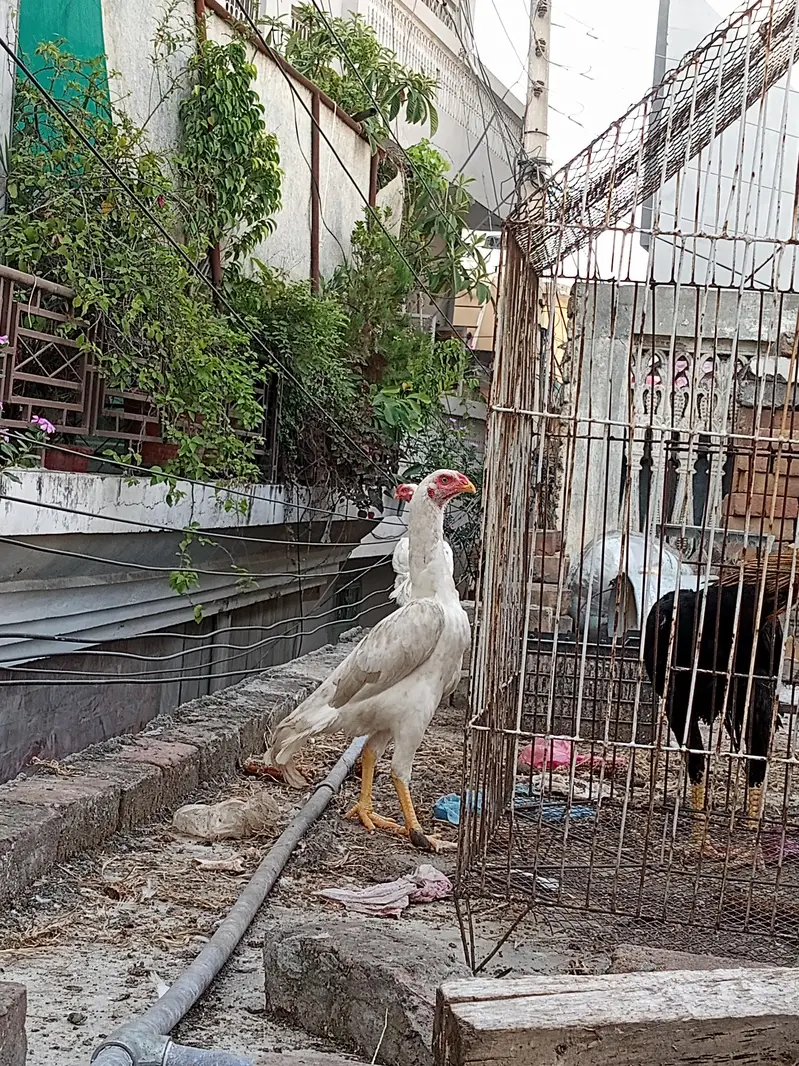 Aseel heera theekar jora 03125544226 — photo 4