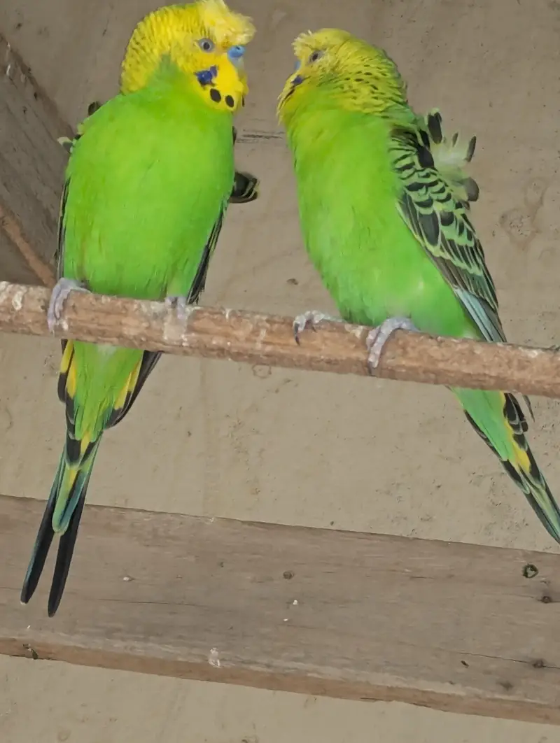 hogoromo ka pair — photo 4