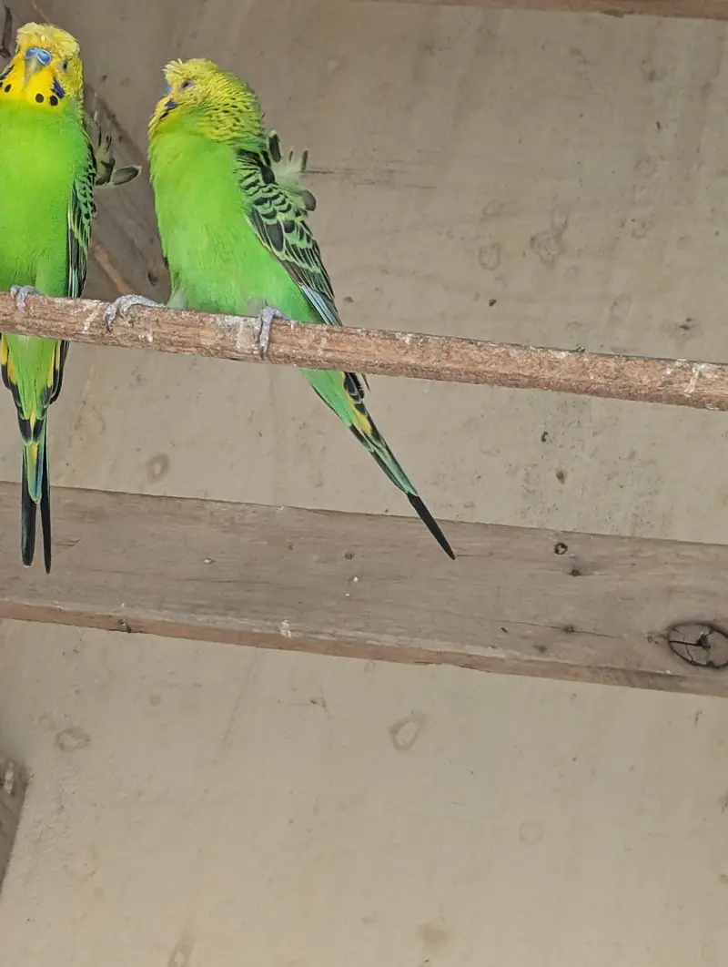 hogoromo ka pair — photo 5