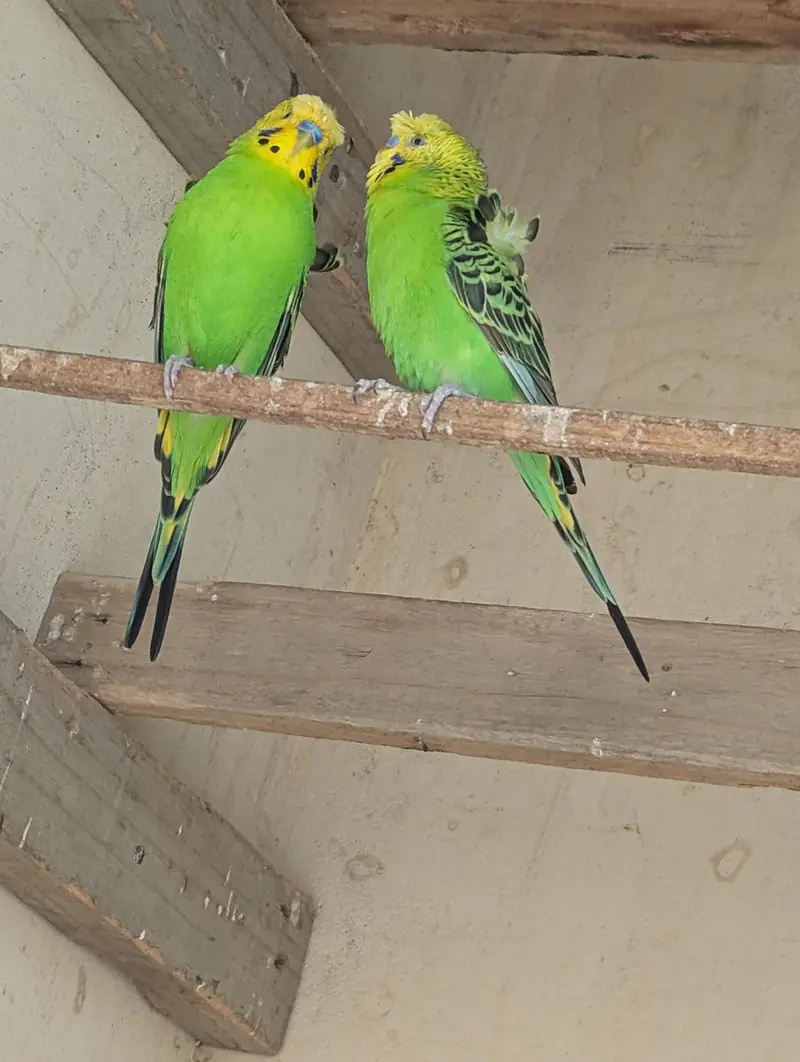 hogoromo ka pair — photo 6