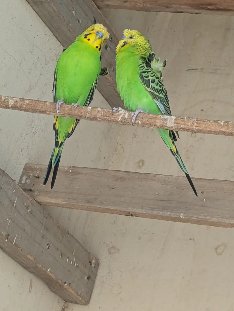 hogoromo ka pair — photo 7