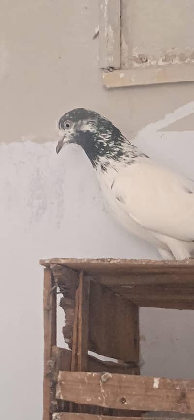 teddy young breeder female and one sialkoti male for sale