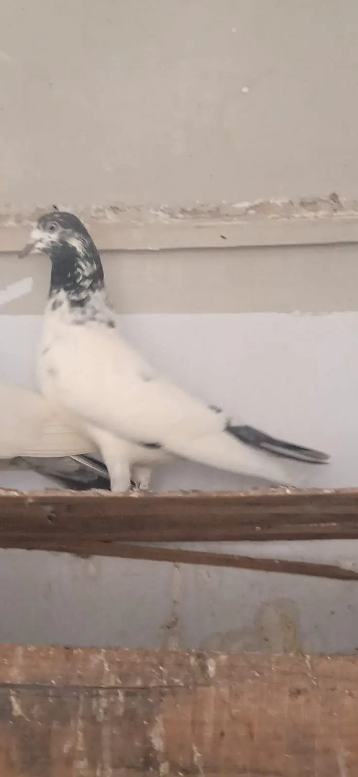 teddy young breeder female and one sialkoti male for sale — photo 2