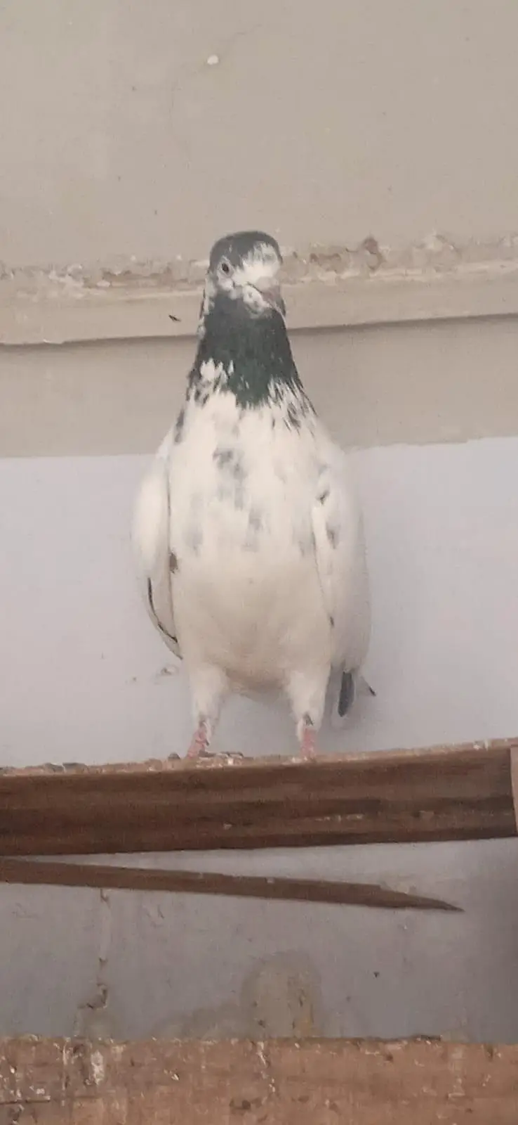 teddy young breeder female and one sialkoti male for sale — photo 3