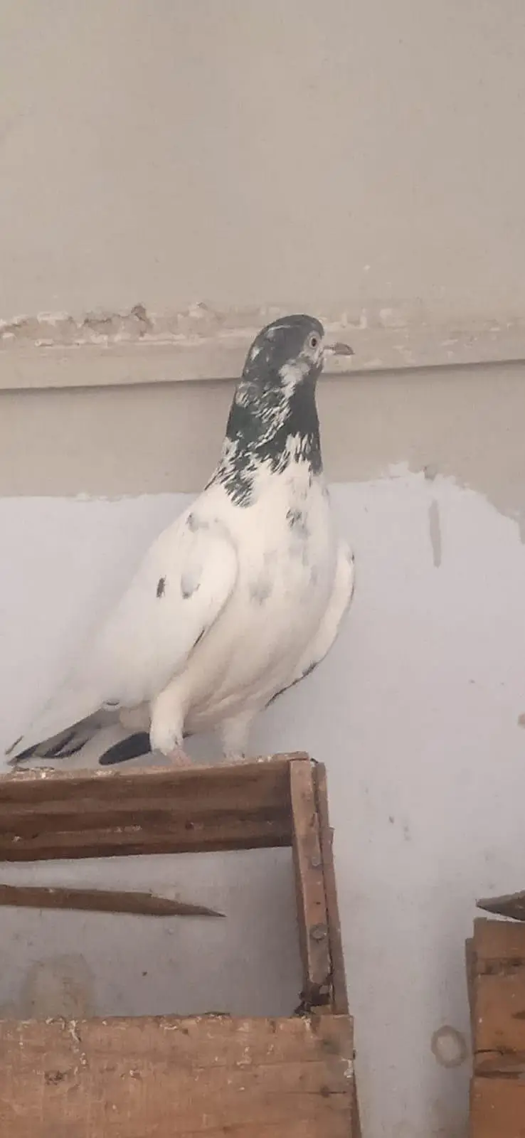 teddy young breeder female and one sialkoti male for sale — photo 4