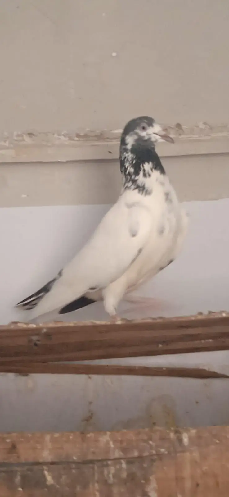 teddy young breeder female and one sialkoti male for sale — photo 5