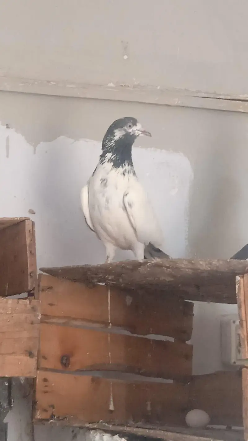 teddy young breeder female and one sialkoti male for sale — photo 6