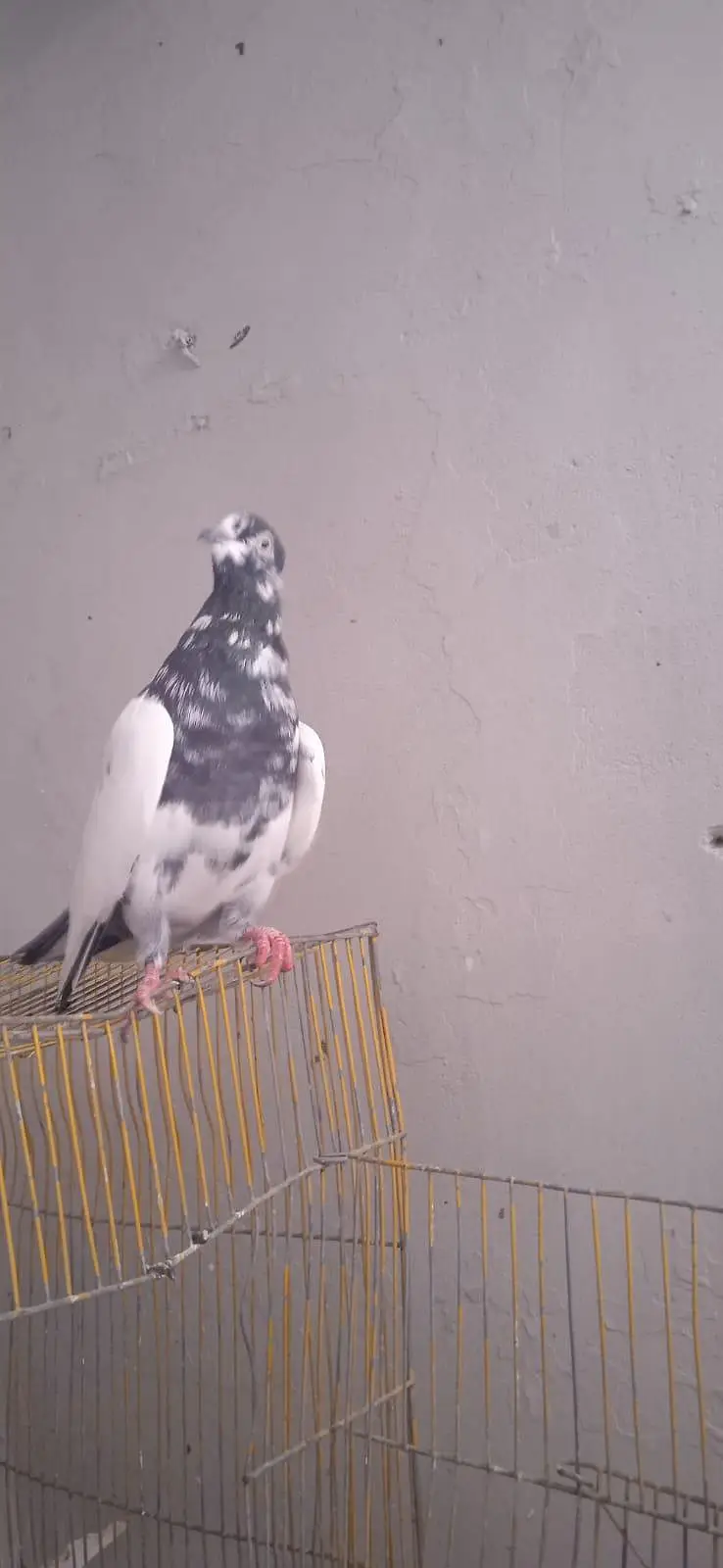 teddy young breeder female and one sialkoti male for sale — photo 7