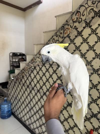 Cockatoo medium shulper  full handtamed