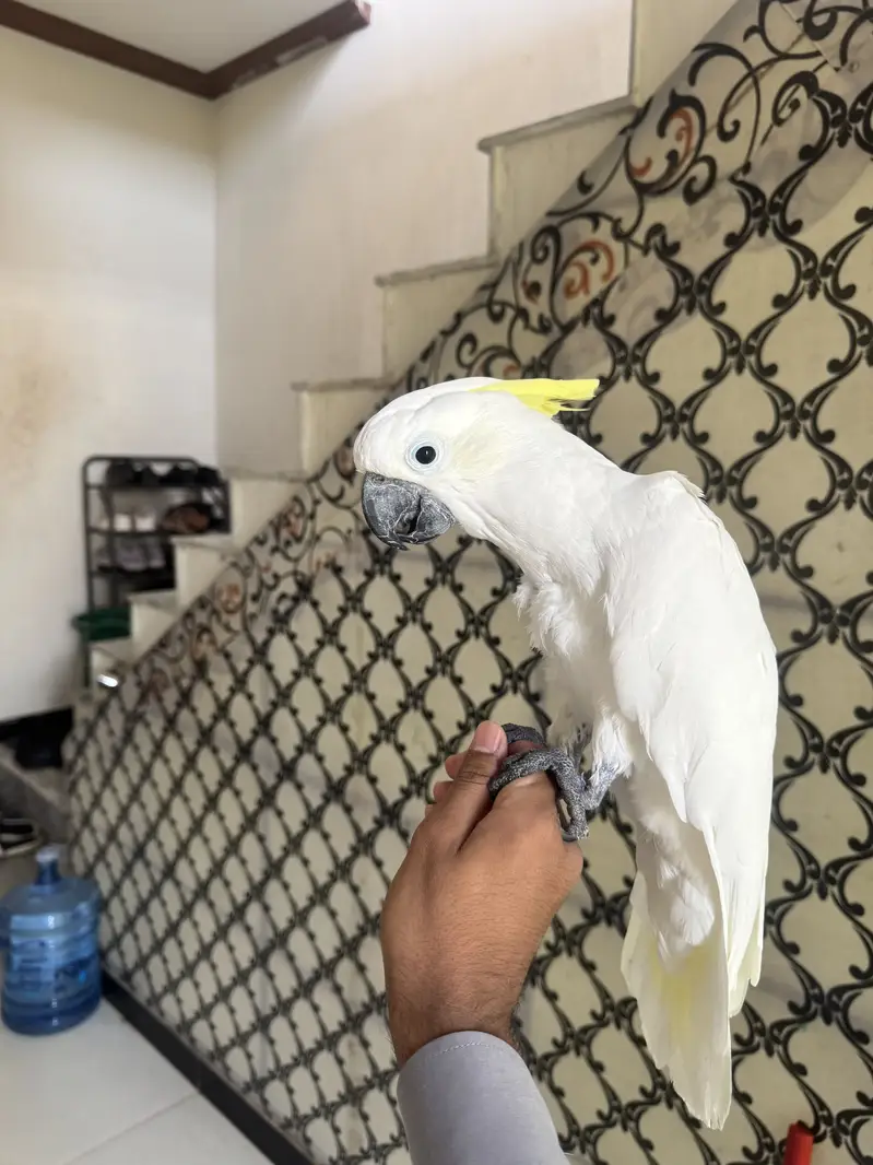 Cockatoo medium shulper  full handtamed — photo 4
