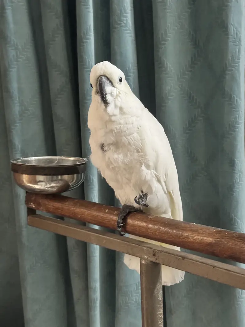 Cockatoo medium shulper  full handtamed — photo 5