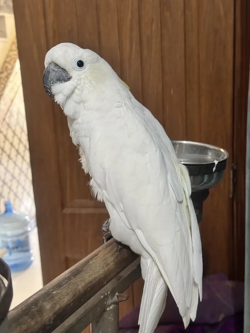 Cockatoo medium shulper  full handtamed — photo 6