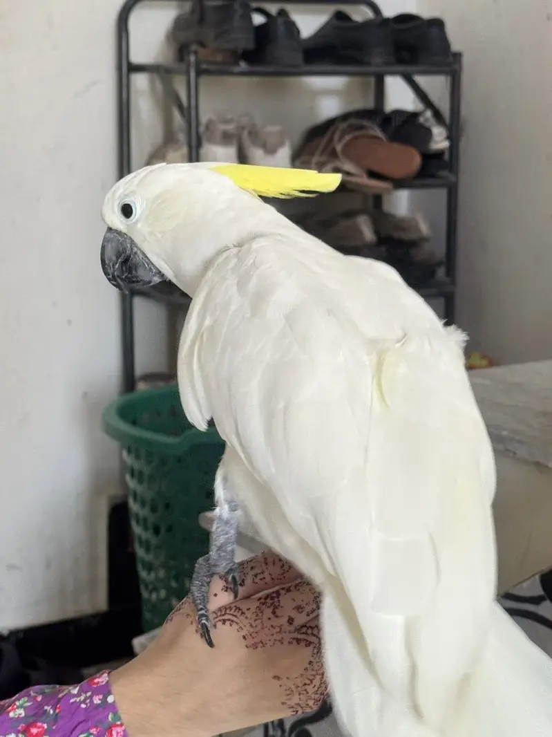 Cockatoo medium shulper  full handtamed — photo 3