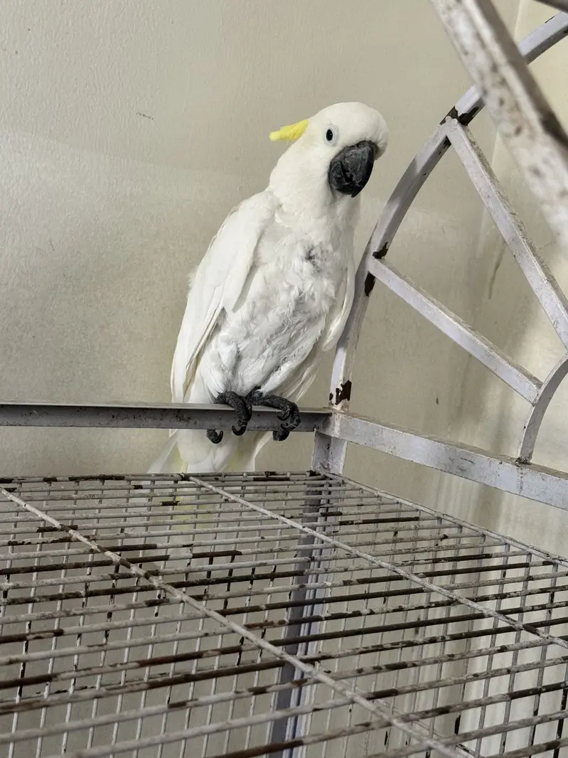 Cockatoo medium shulper  full handtamed — photo 7