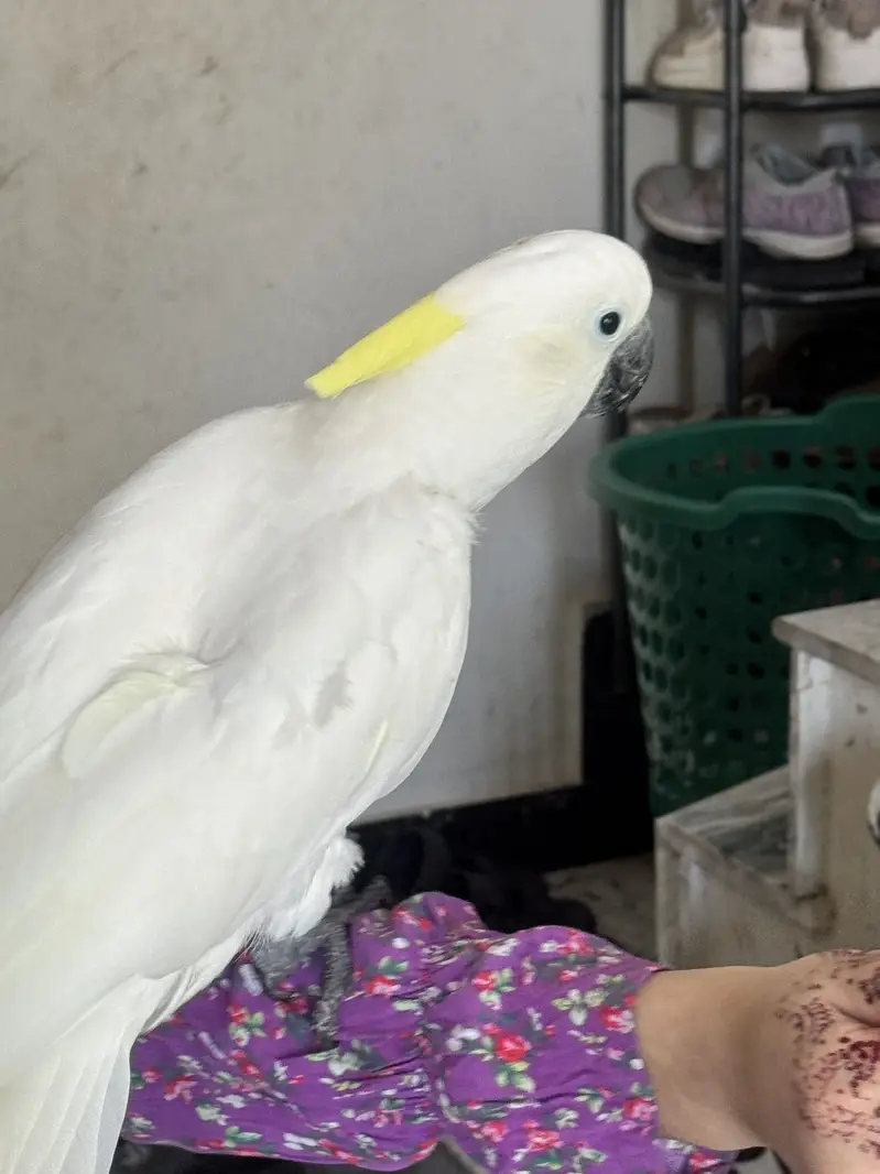 Cockatoo medium shulper  full handtamed — photo 2