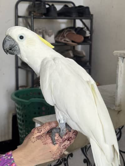 Cockatoo medium shulper  full handtamed