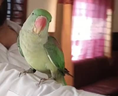PARROTS KASHMIRI RAW FEMALE
