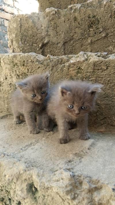 100% original persian cats