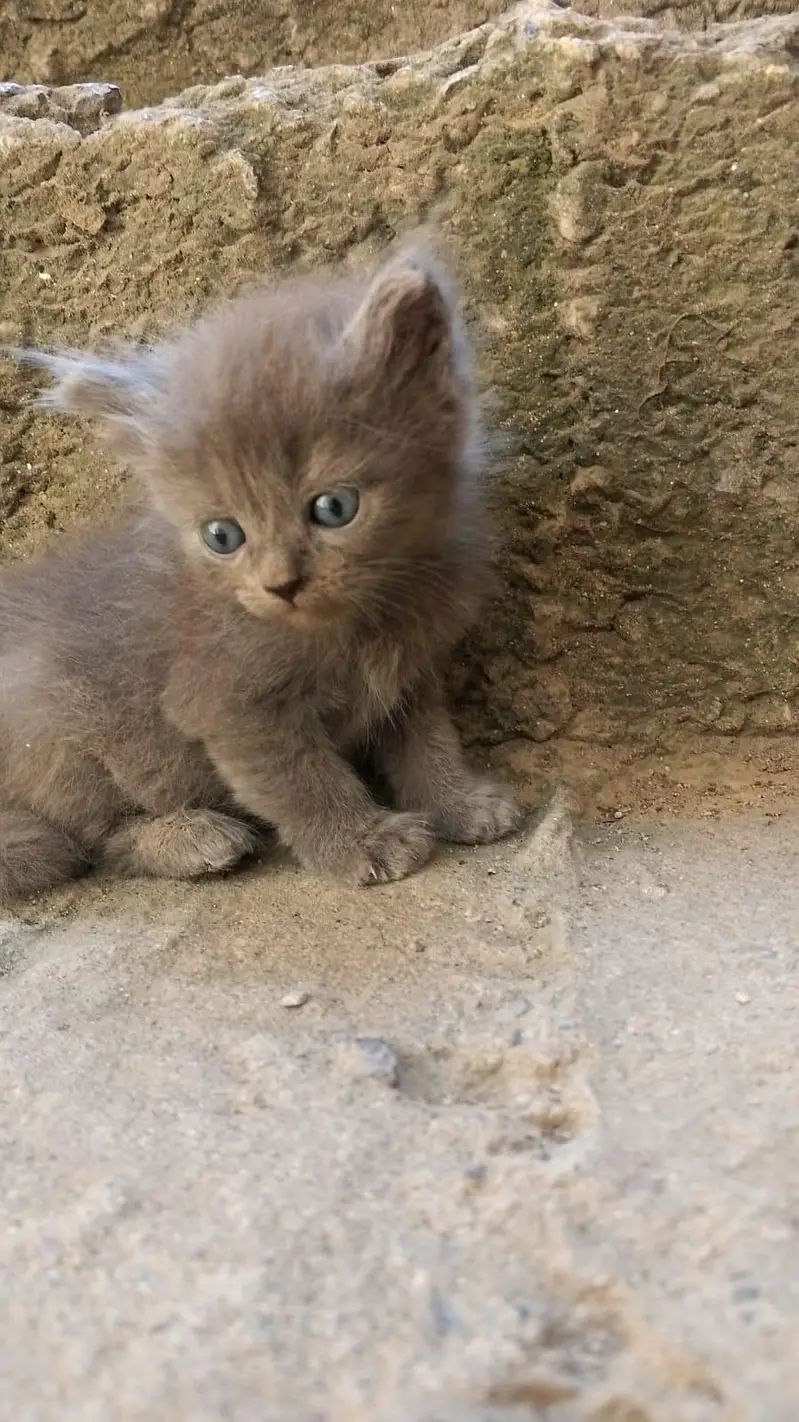 100% original persian cats — photo 2