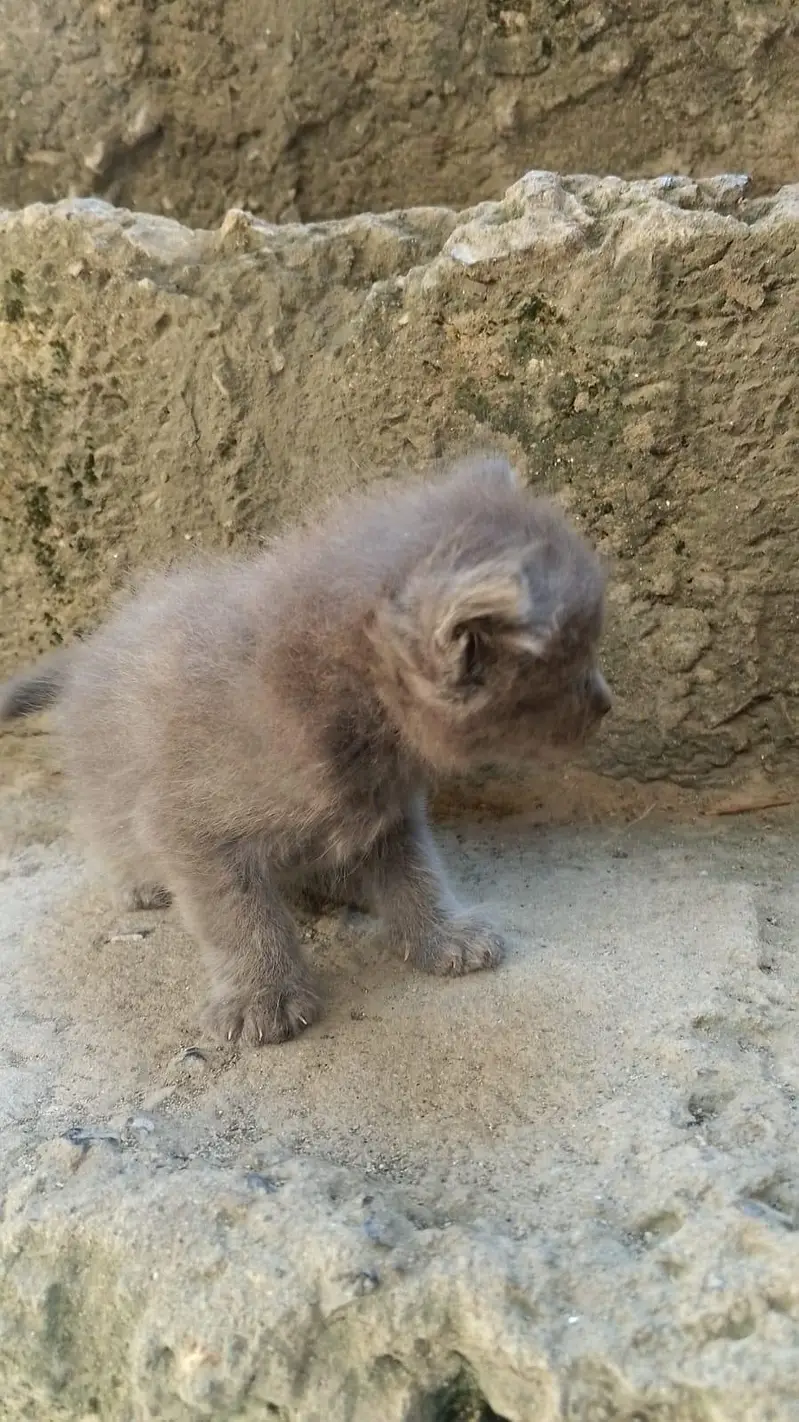 100% original persian cats — photo 3