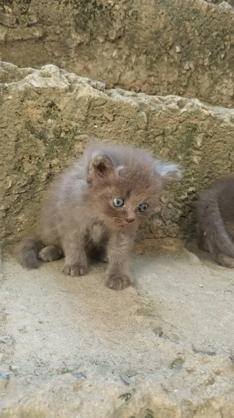 100% original persian cats — photo 4