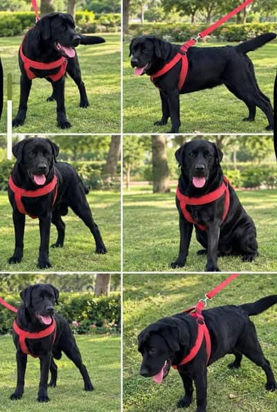 Urgent sale labrador british shorttail