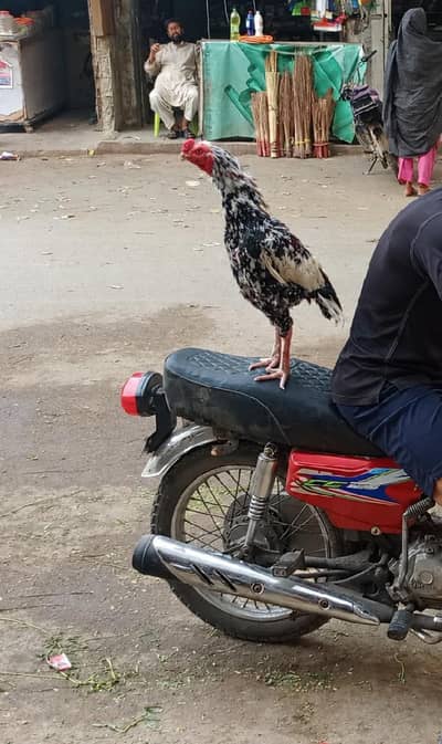 Cheena aseel Breeder forsale