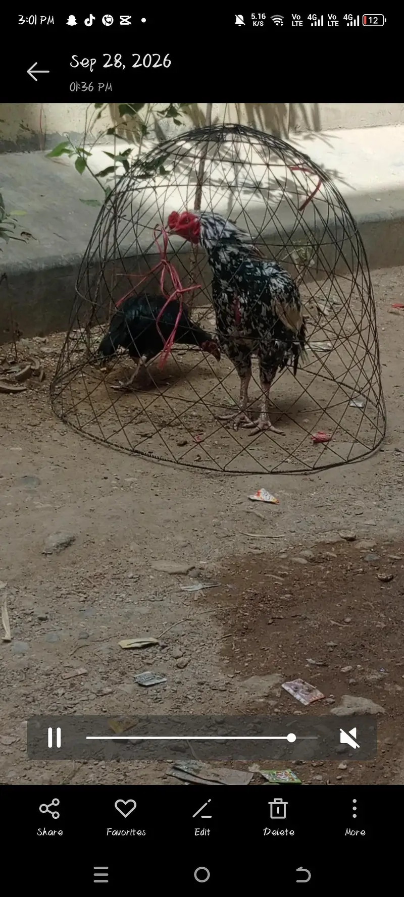 Cheena aseel Breeder forsale — photo 2