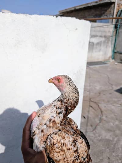 home breed cheena quality patha for sell Whatsapp: 03159640025