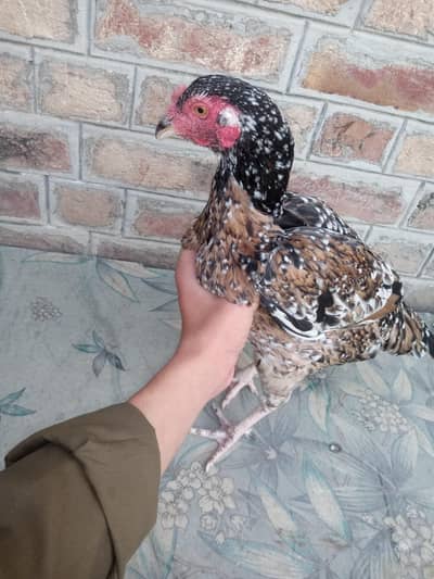 Difference hens for sale