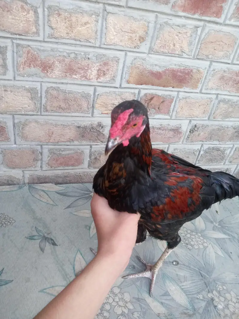 Difference hens for sale — photo 2