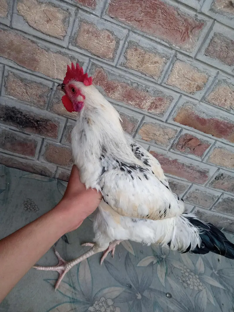 Difference hens for sale — photo 3