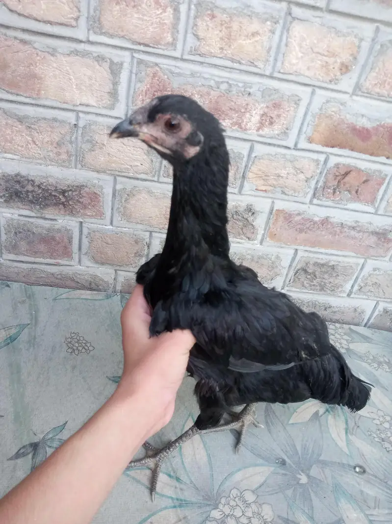 Difference hens for sale — photo 4