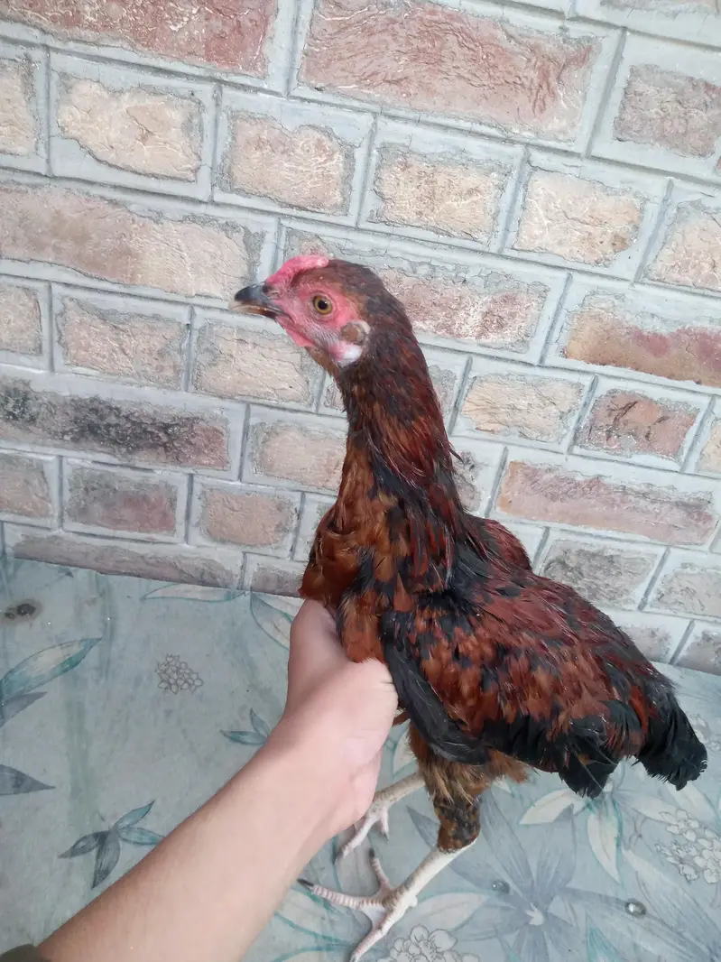 Difference hens for sale — photo 5