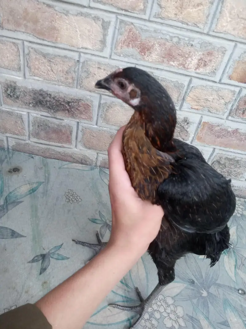 Difference hens for sale — photo 6