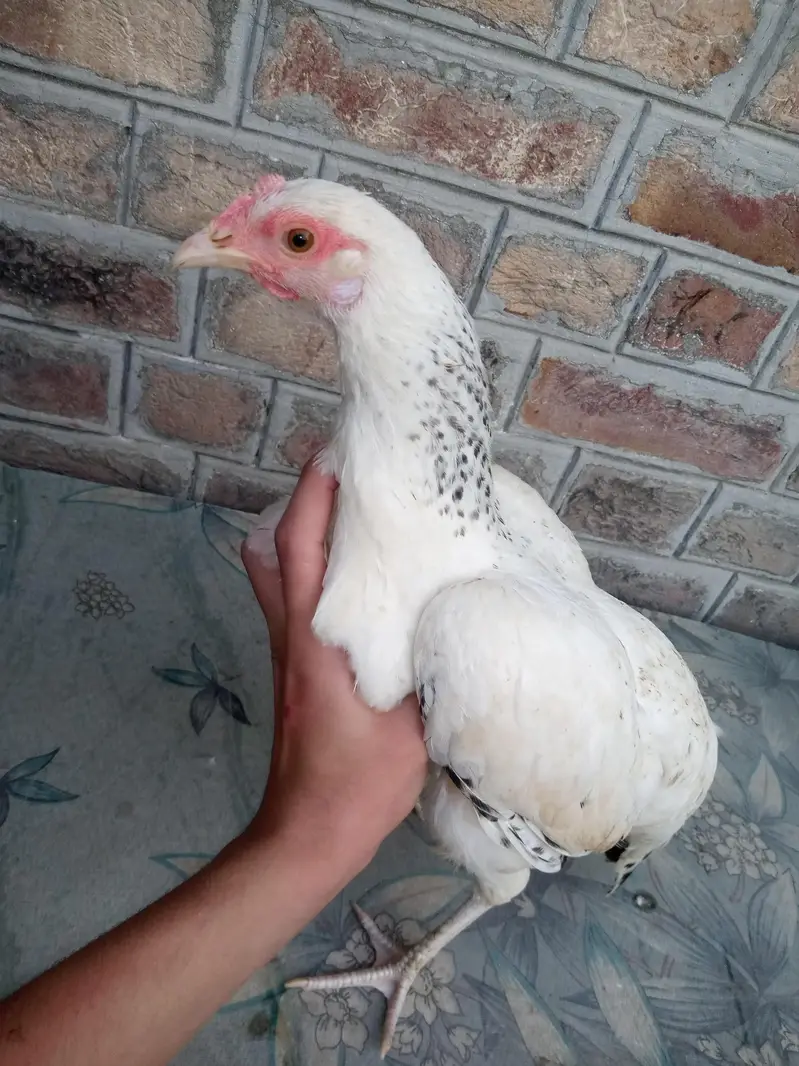 Difference hens for sale — photo 7