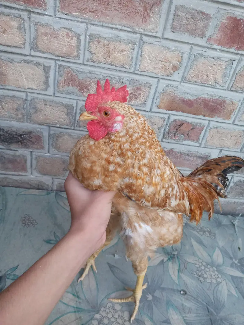 Difference hens for sale — photo 8