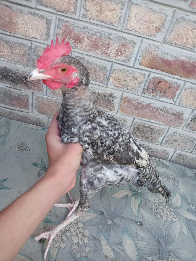 Difference hens for sale — photo 9