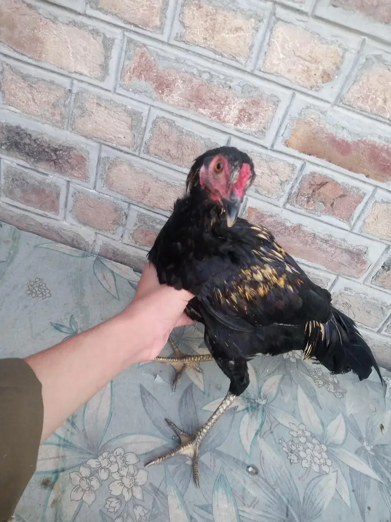 Difference hens for sale — photo 10
