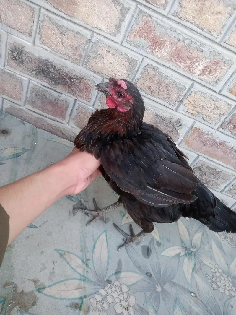 Difference hens for sale — photo 11