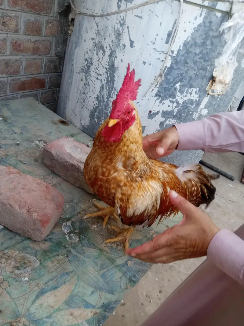 Difference hens for sale — photo 12