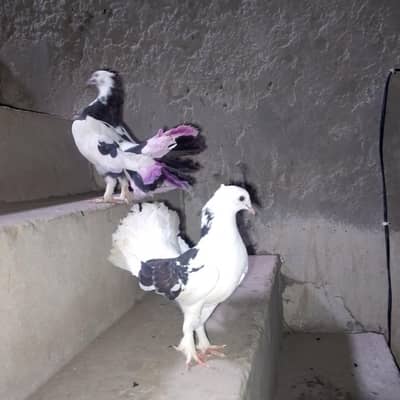 High quality pigeons lucky kabootar for sale