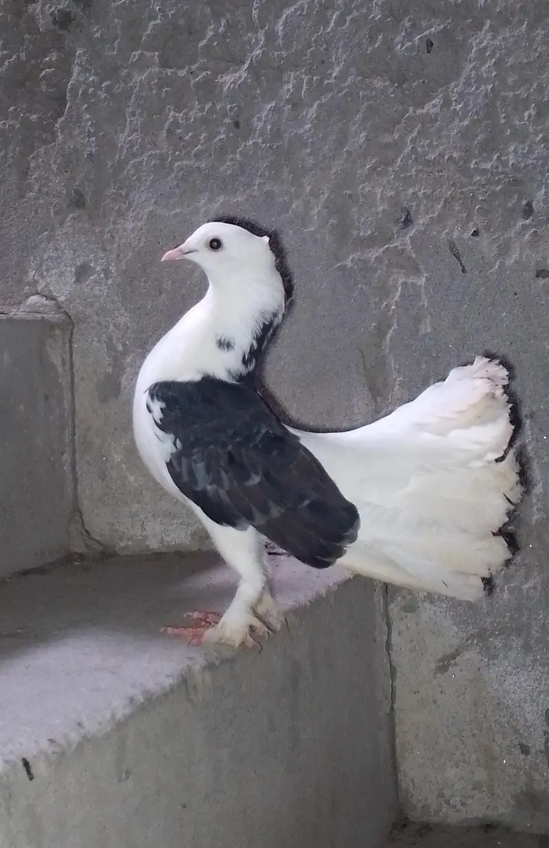 High quality pigeons lucky kabootar for sale — photo 2