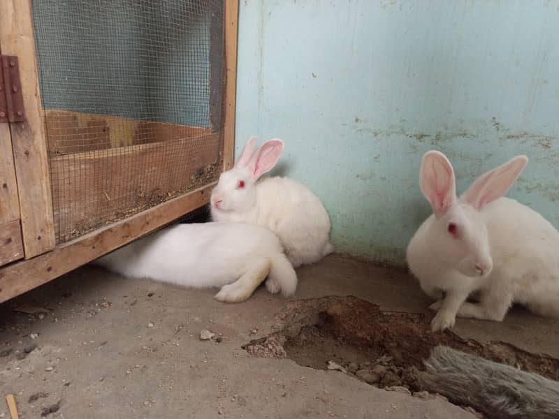 Rabbit Trio 0