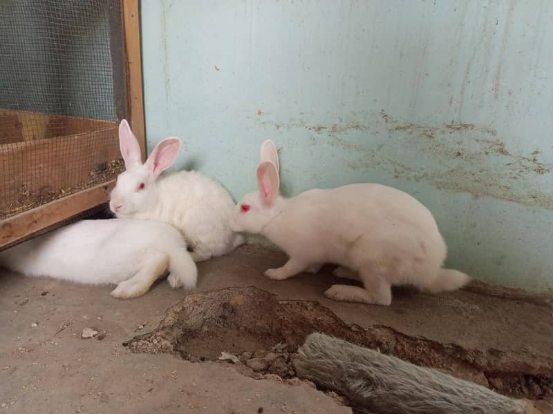Rabbit Trio 1