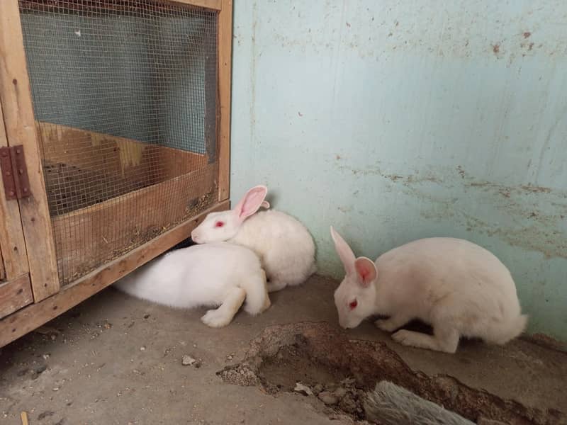Rabbit Trio 2