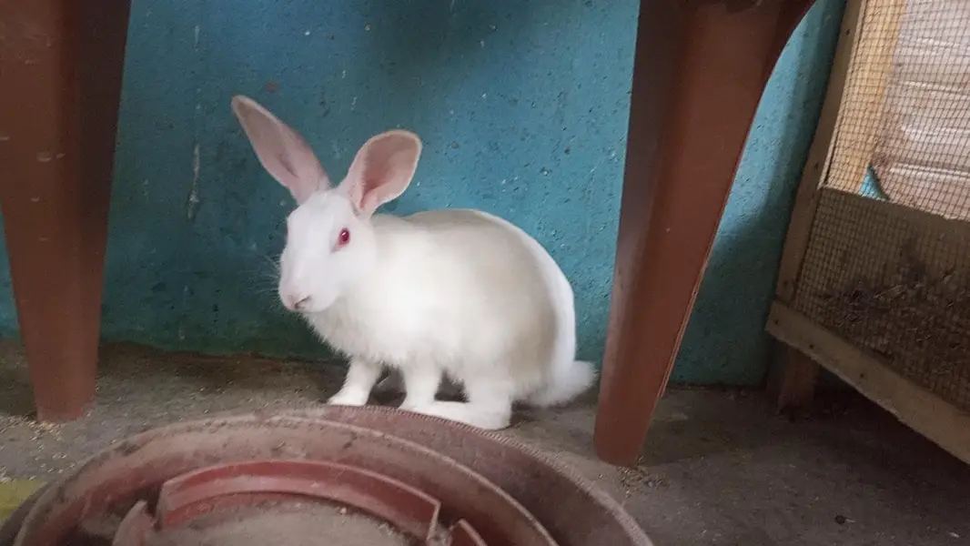 Rabbit Trio — photo 4