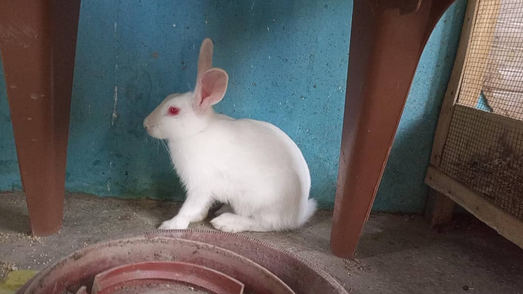 Rabbit Trio 4