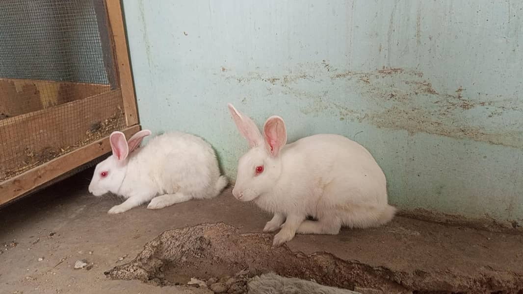 Rabbit Trio 5