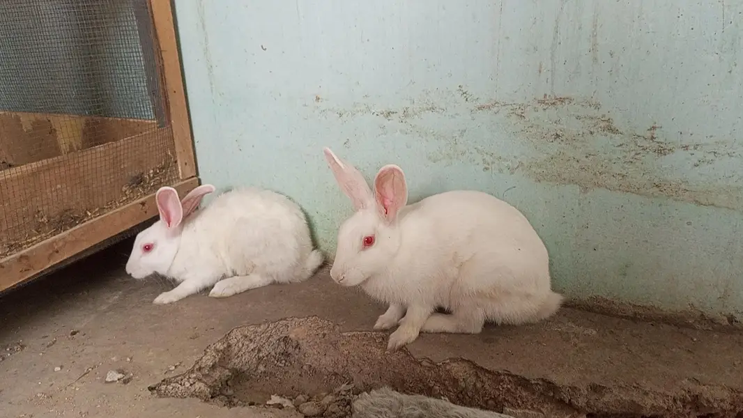 Rabbit Trio — photo 6